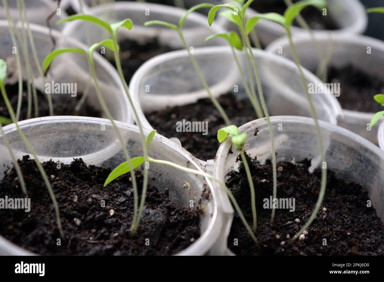 Homemade young tomato seedlings placed in disposable plastic