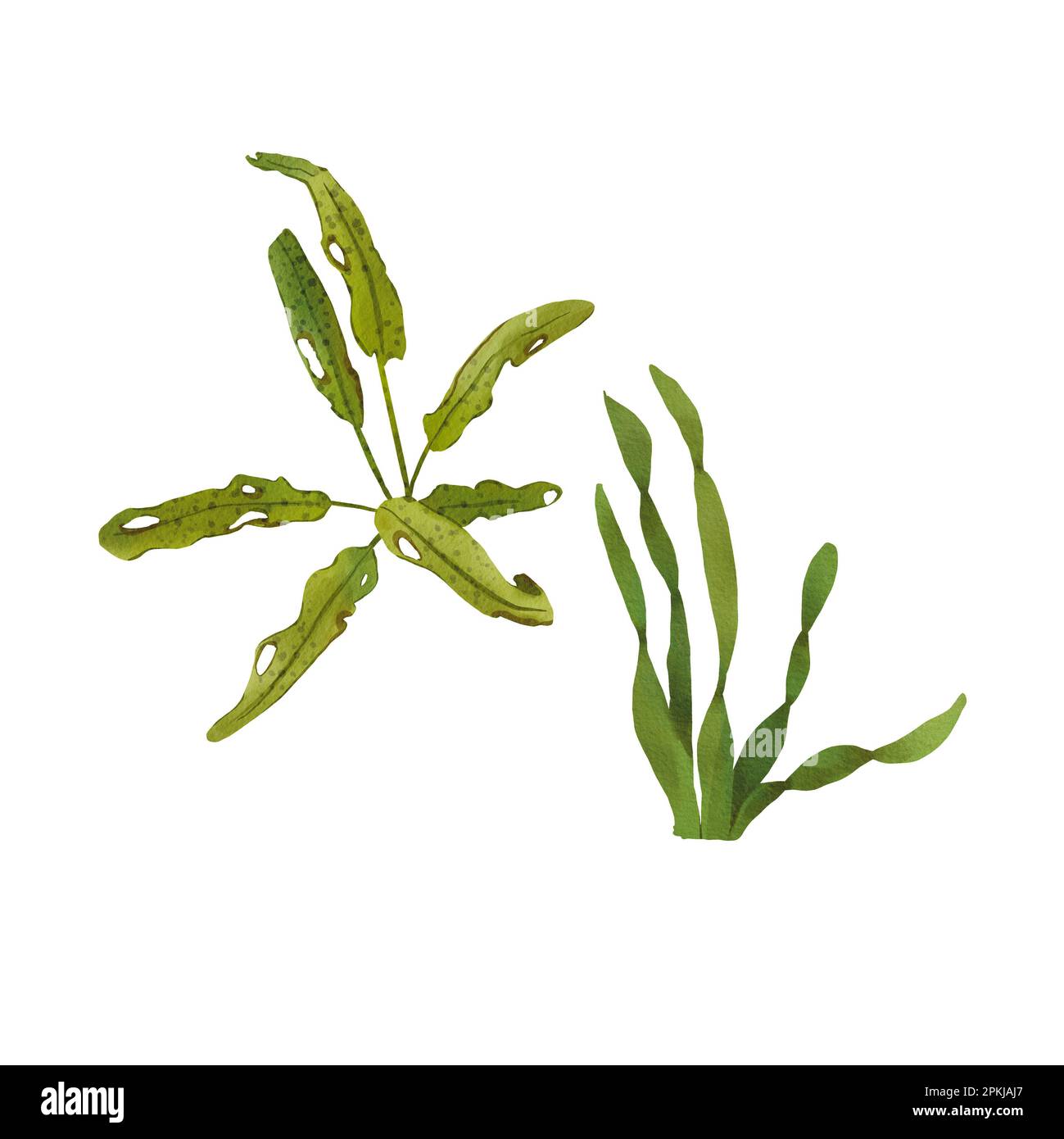 Top 145+ floating plants drawing latest seven.edu.vn