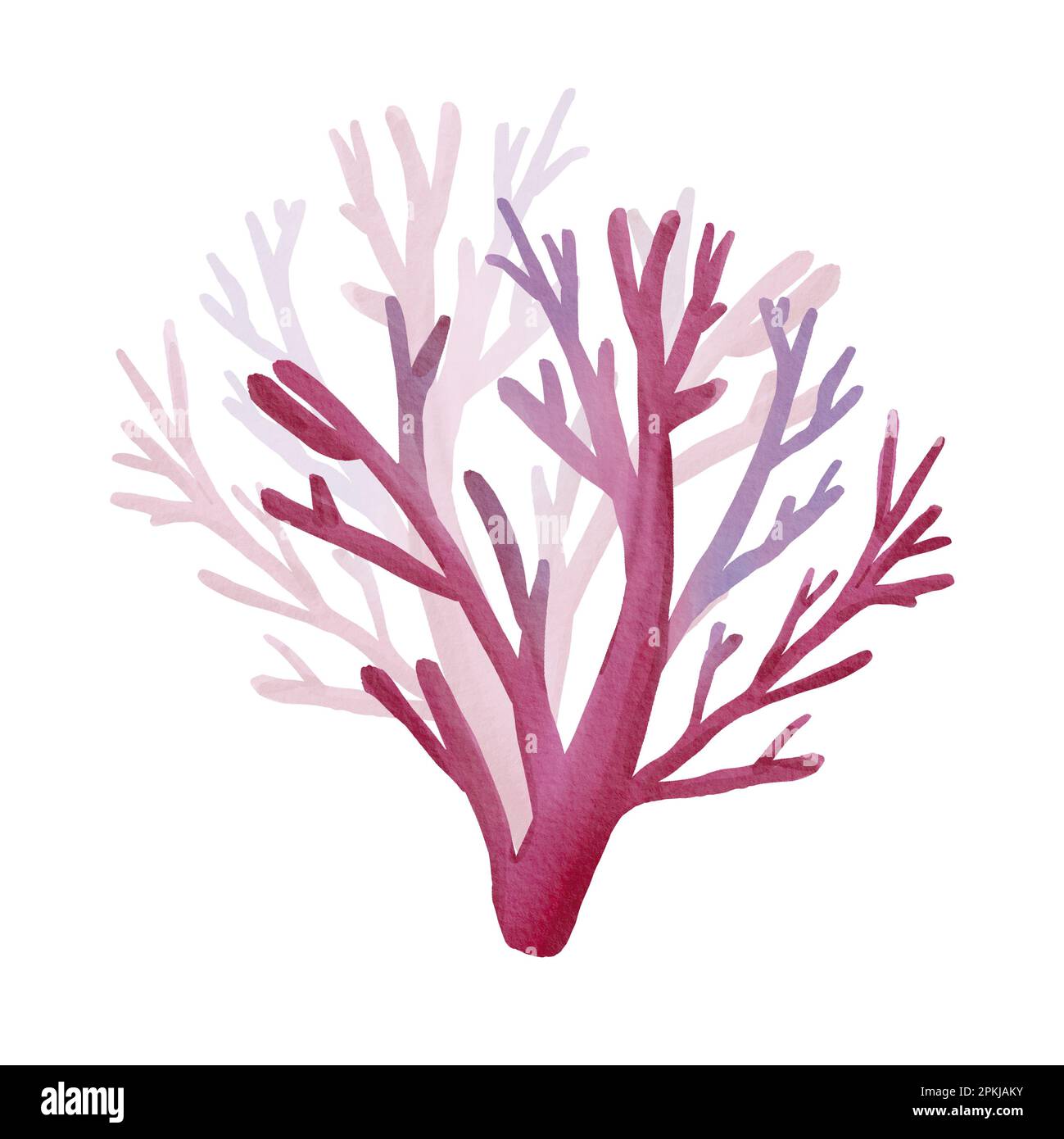 Pink underwater coral isolated on white background. Watercolor