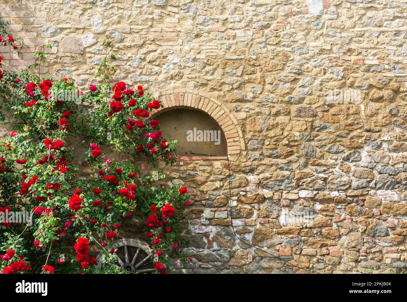 Plant of climbing red roses on a wall of a typical Tuscan rural ...