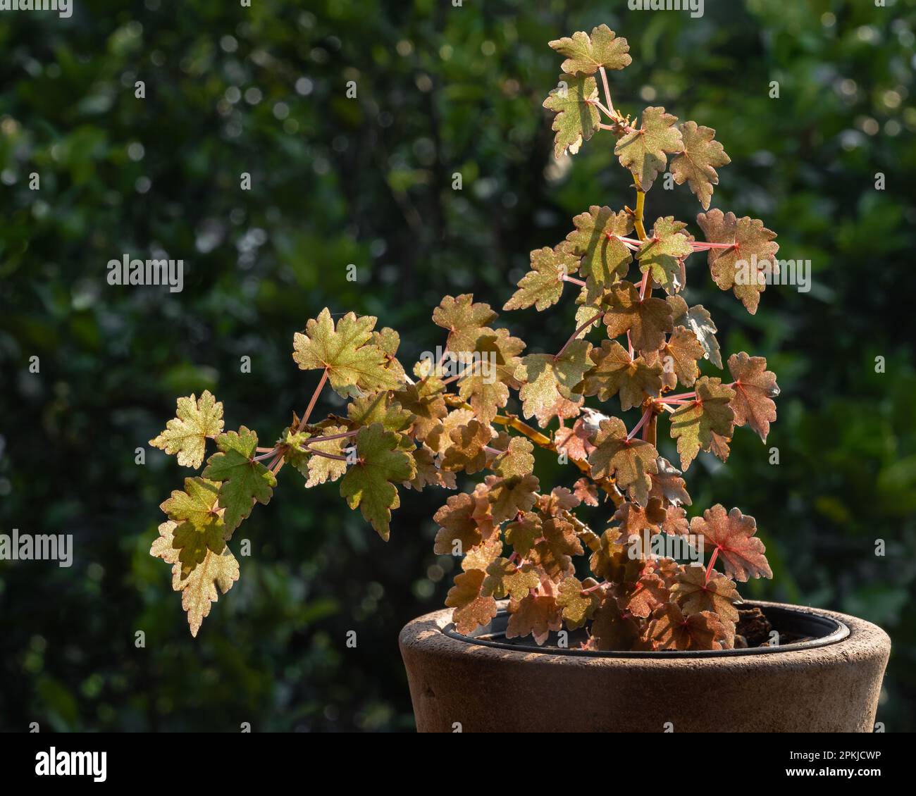 Closeup view of begonia dregei aka maple leaf or grape leaf begonia outdoors in bright light on dark natural background Stock Photo