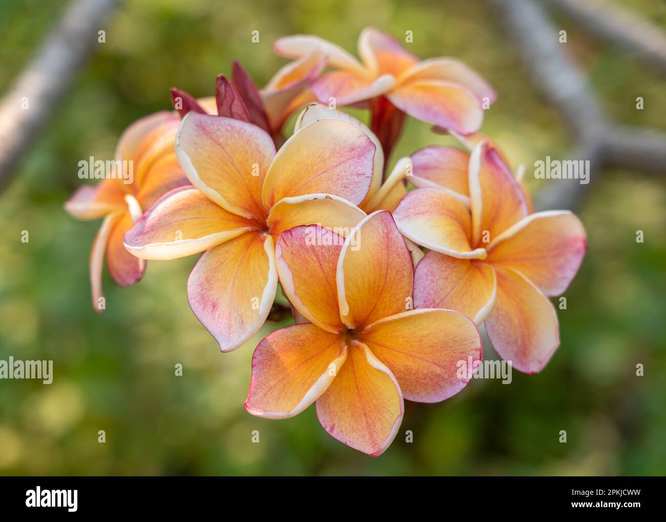 Cluster of orange flowers hi-res stock photography and images - Alamy