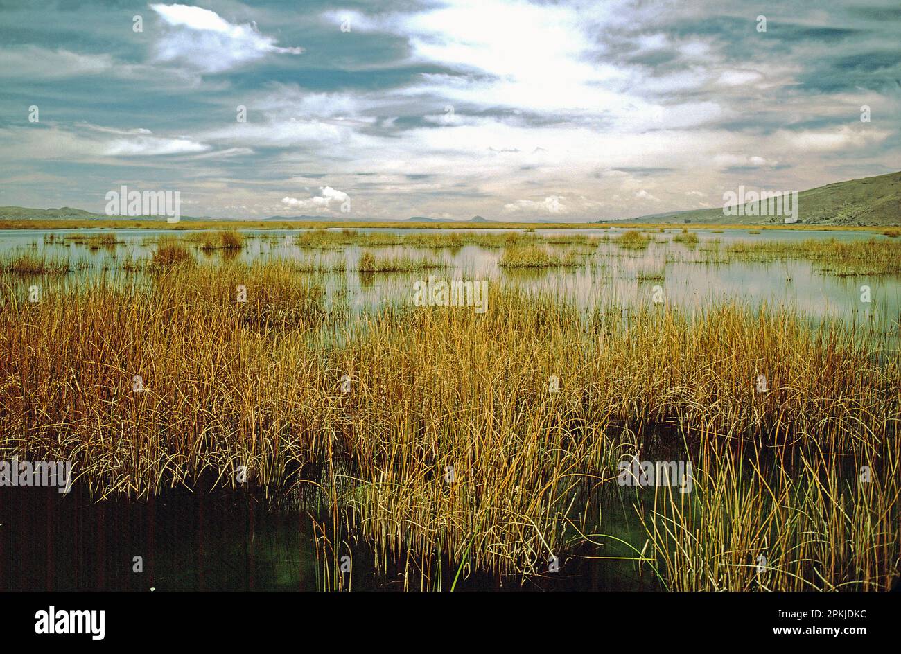 Totoro Reeds Totora reeds hi-res stock photography and images - Alamy