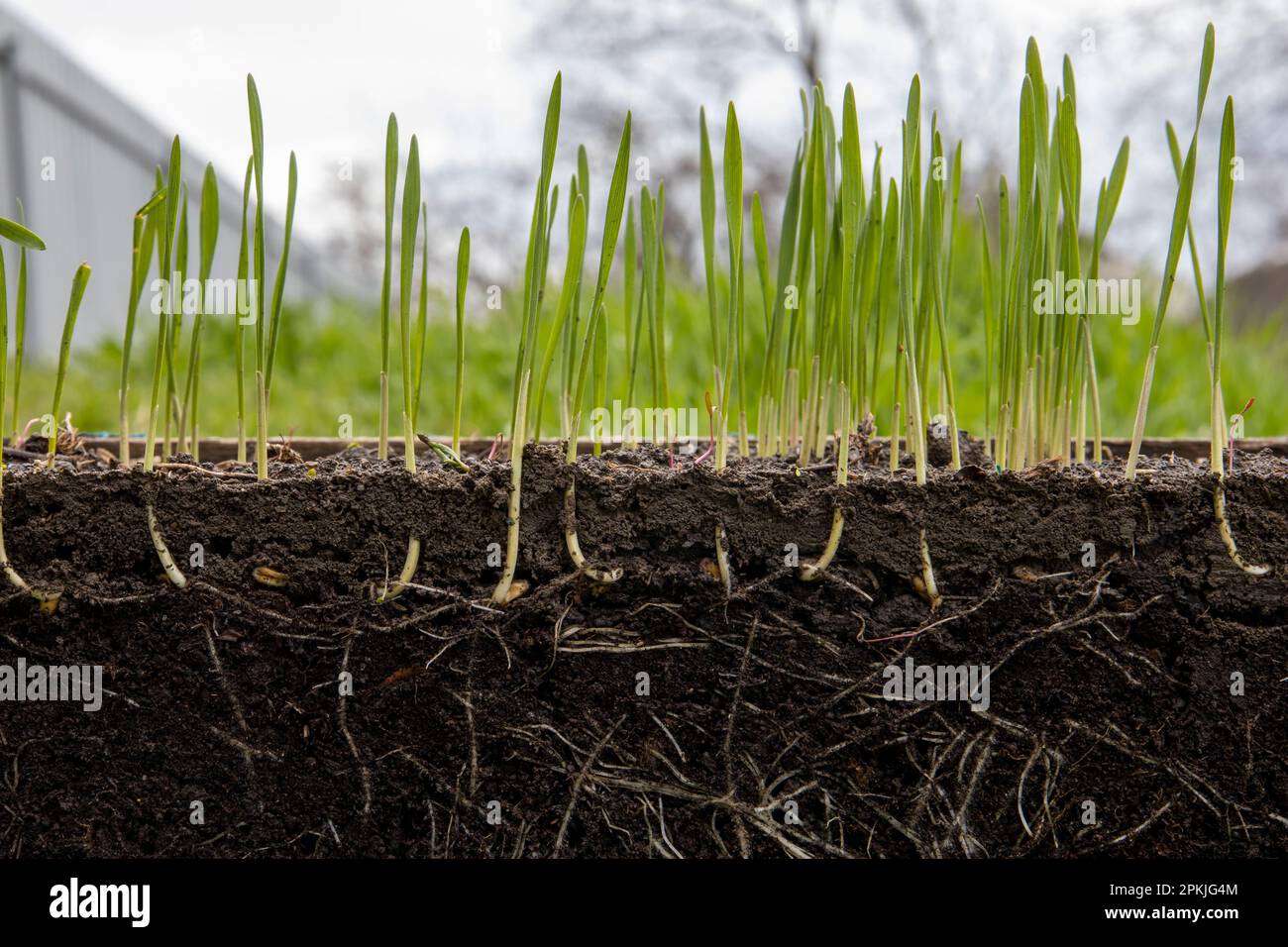 Young shoots of wheat with roots Stock Photo Alamy