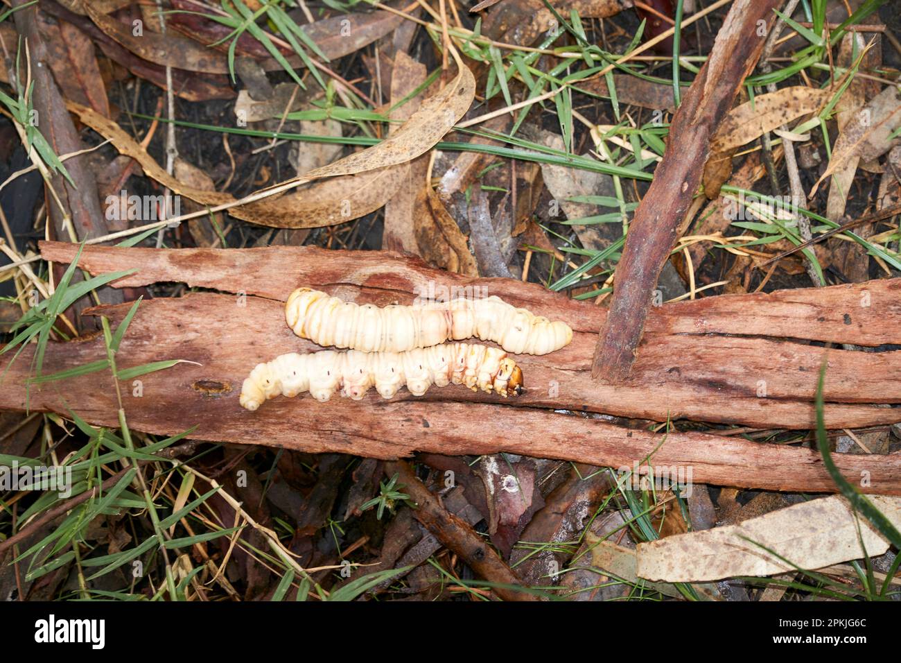 The Bardi grub lives in tunnels in the ground and adults pupate into the Rain Moth or Trictena atripalpis Stock Photo