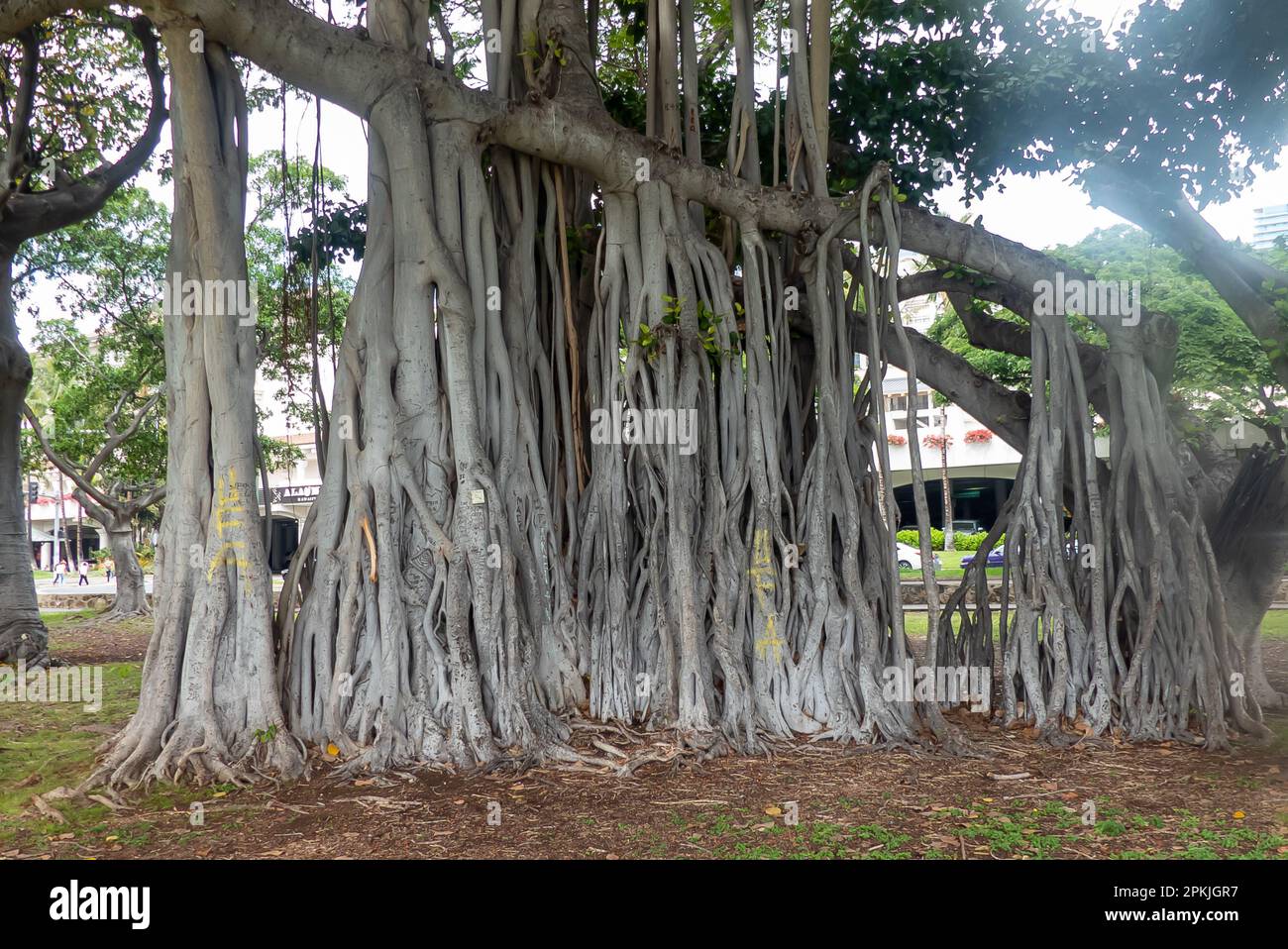The magnificent Banyan tree (Ficus benghalensis) with it's aerial roots Stock Photo