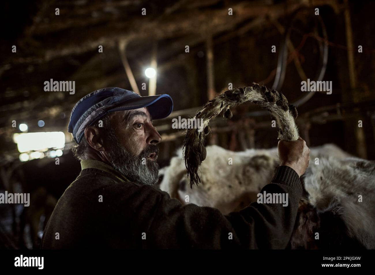 A rural veterinarian at work, April 8, 2023, in Ourense, Galicia, Spain