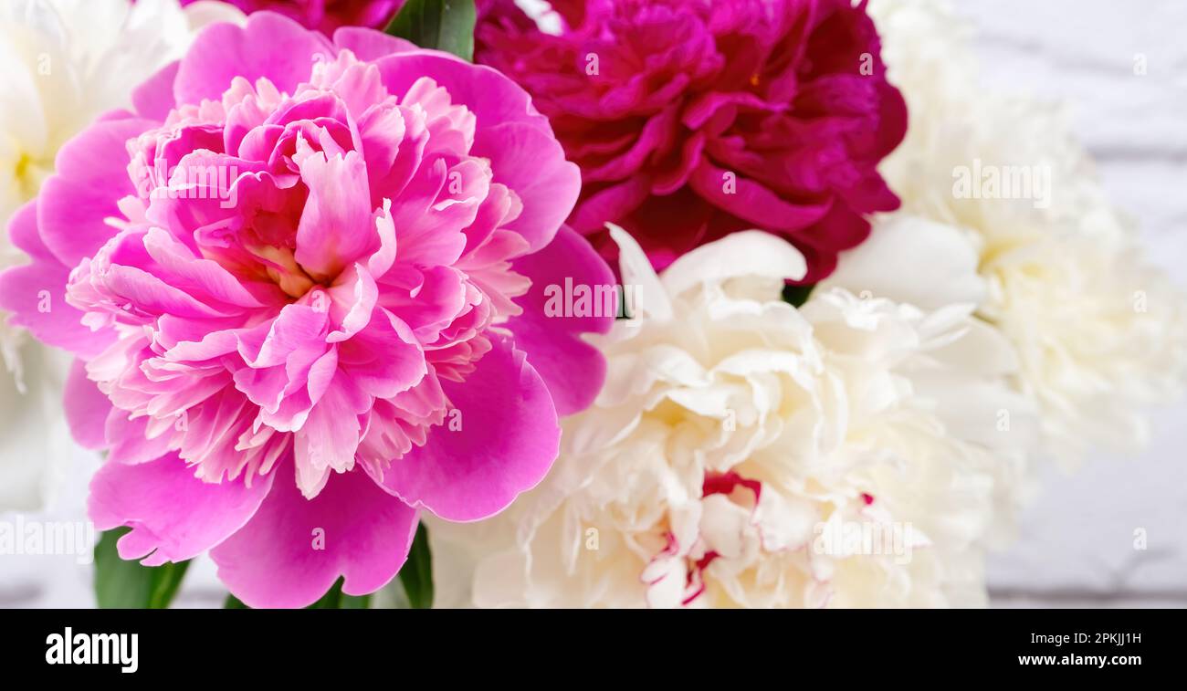 Pink and white peony flowers close up background. Wallpaper, backdrop, banner, header copy space Stock Photo
