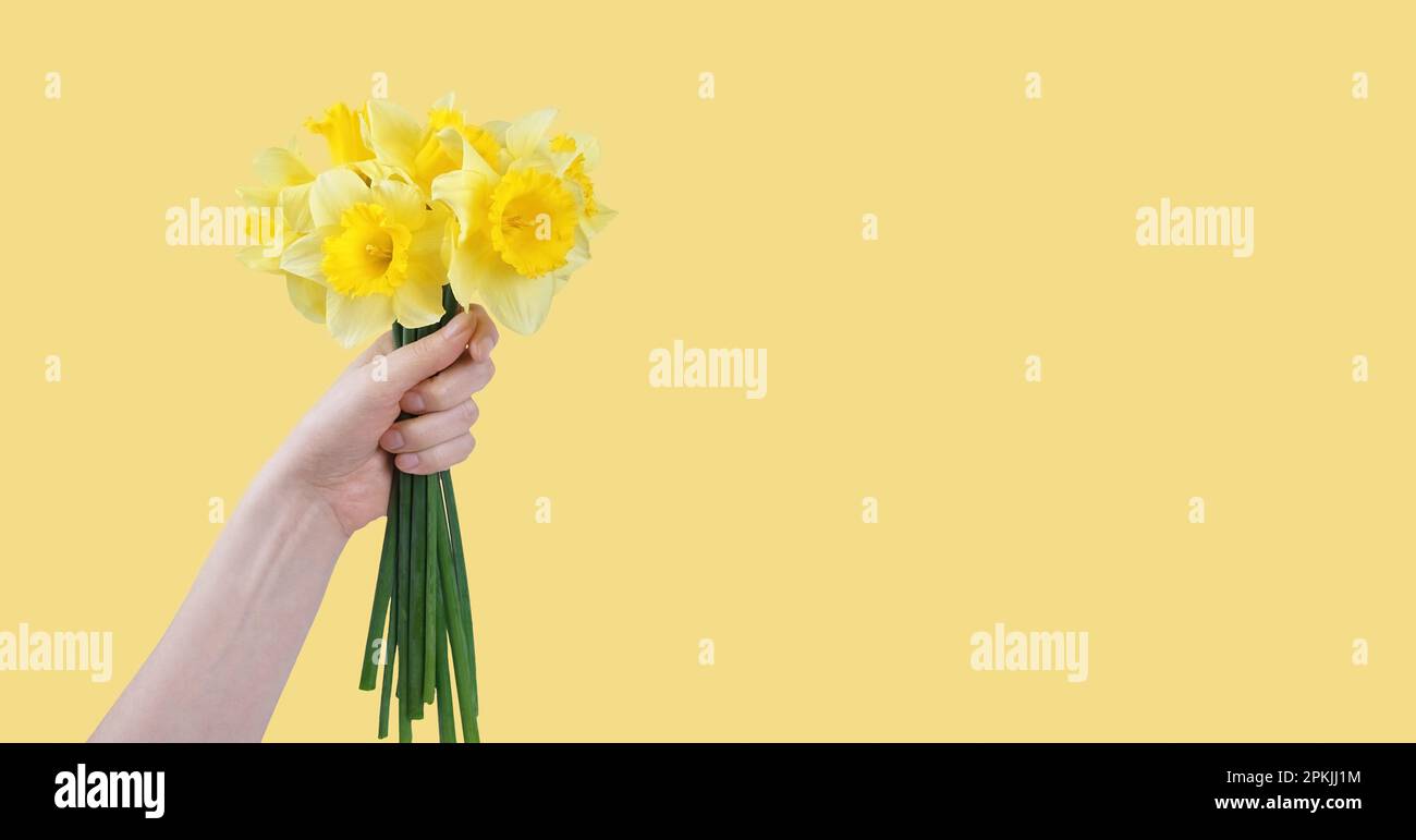 Hand hold bouquet of yellow daffodils flowers, Easter bells isolated on yellow background. Blooming spring flowers. Mockup, template for holiday, birt Stock Photo