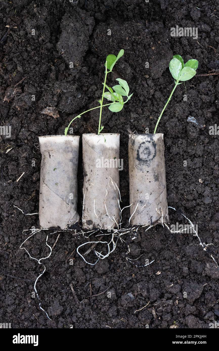Growing sweet peas from seed in toilet roll tubes.  Plants do not need to be removed from tube when planted as the roots grow through the cardboard Stock Photo