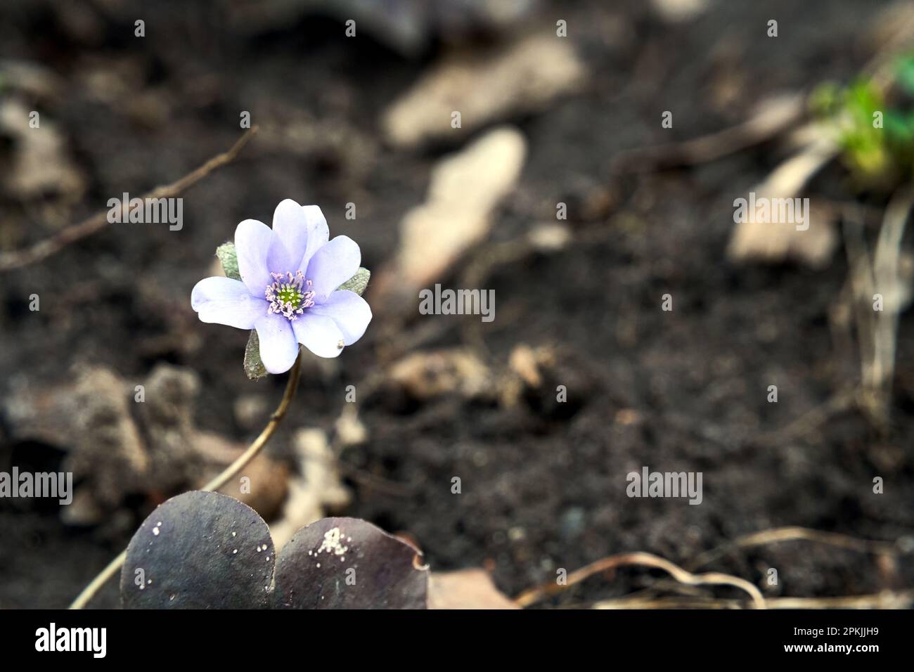 hepatica - purple flower in early spring in the forest in Poland Stock Photo