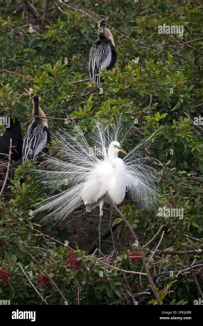 Great egret; breeding plumage; long lacy white feathers spread; large bird; green facial skin, 2 anhingas, green foliage, wildlife, nature, Florida; V Stock Photo