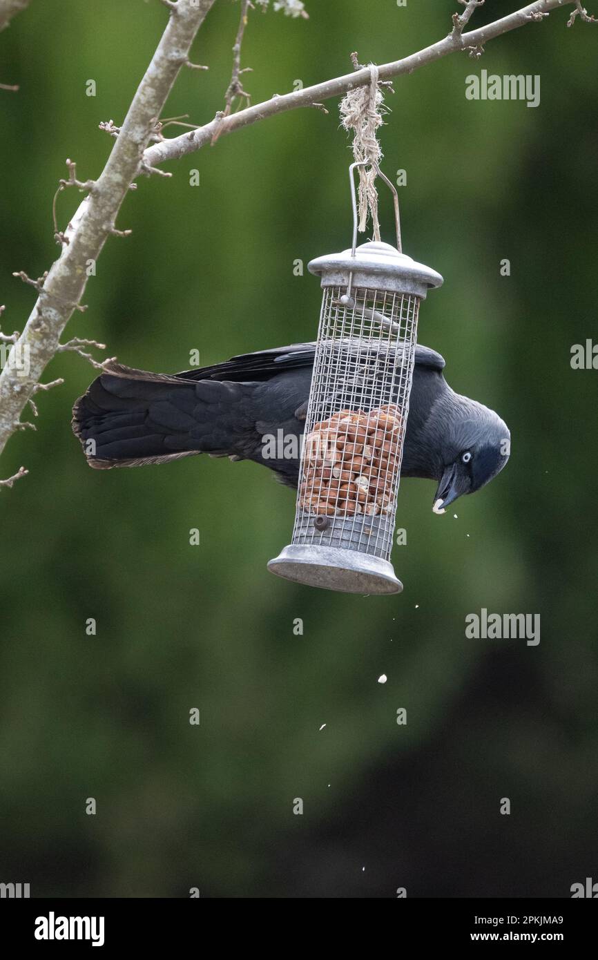 Jackdaws on feeder hires stock photography and images Alamy