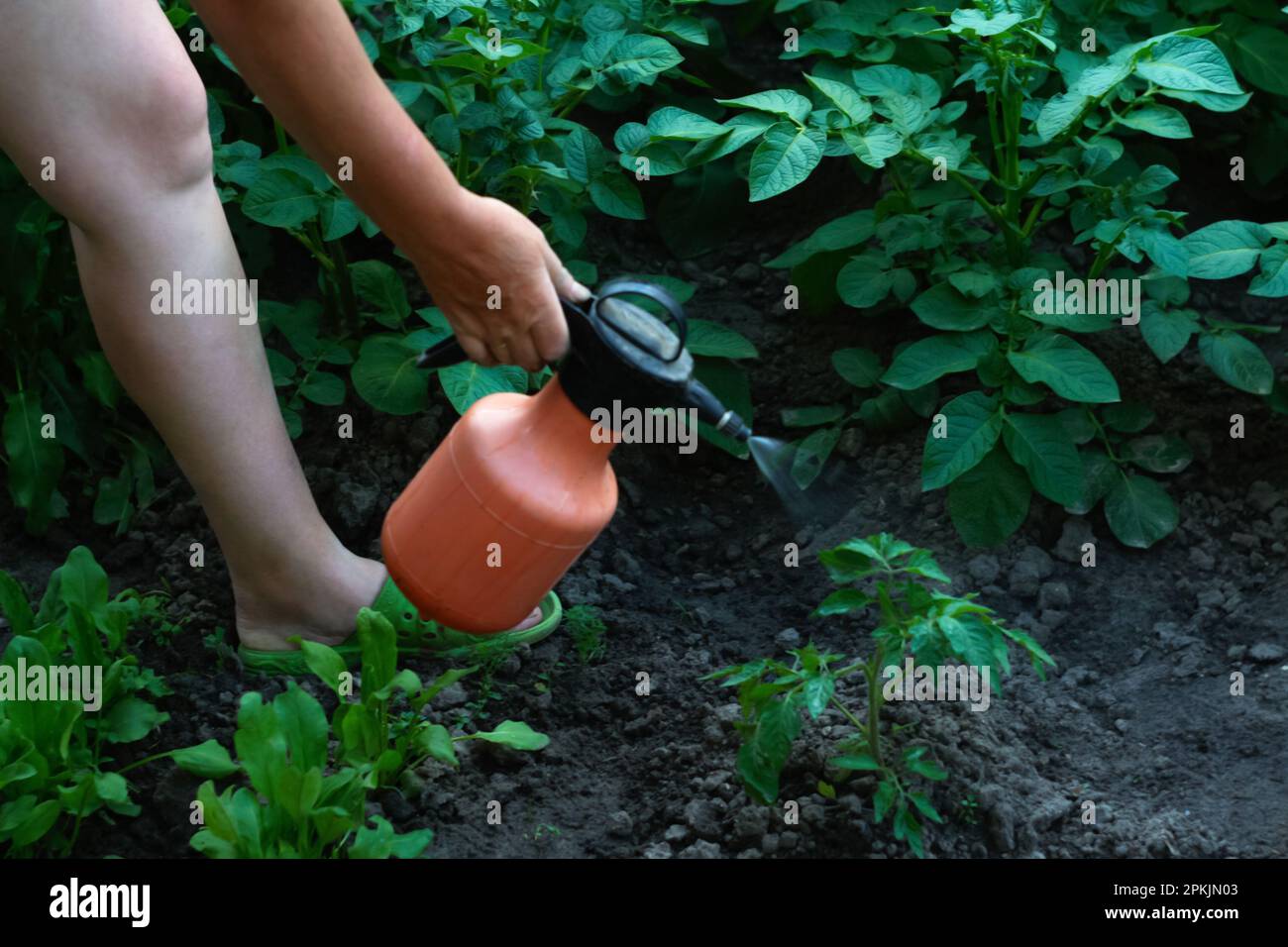 tomato spraying. Spraying of tomato and potato bushes. Protecting ...