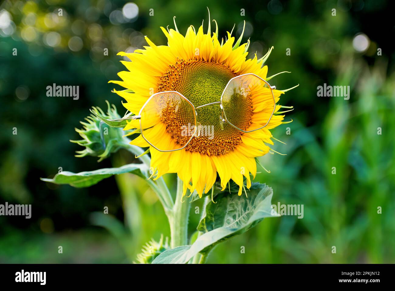 Sunflower wearing yellow sunglasses. Summer funny background. Beautiful sunflower on a sunny day with a green natural background. Hello summer. Stock Photo