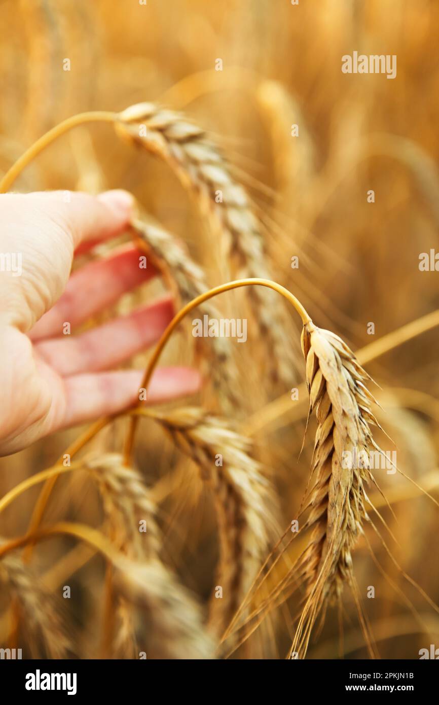Agriculture concept. Male hand touching a golden wheat ear in the wheat ...