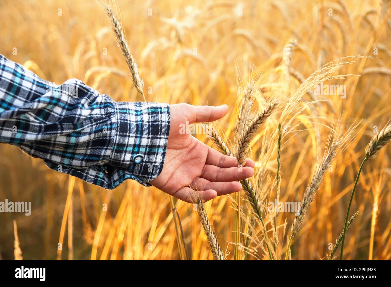 Male hand touching a golden wheat ear in the wheat field, sunset light ...