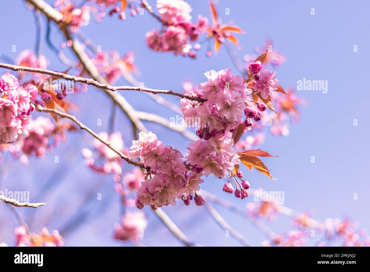 Close up cherry blossoms in hi-res stock photography and images - Alamy