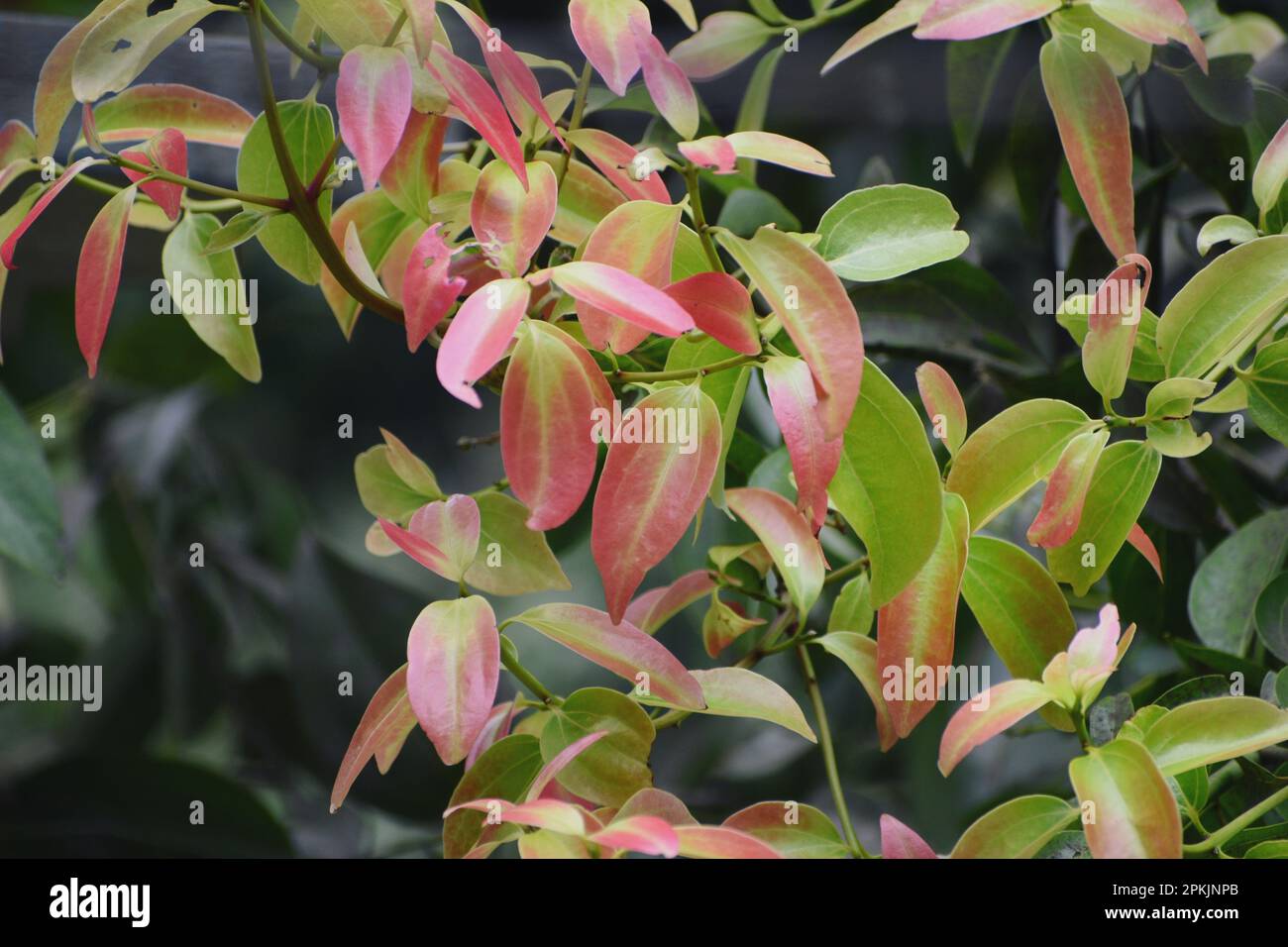 Cinnamon tree with colorful leaves Stock Photo