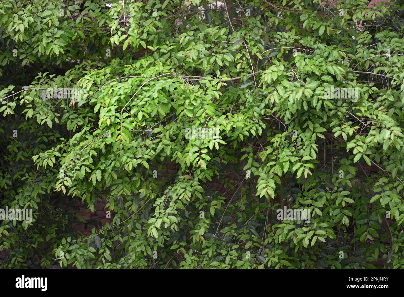 Evergreen Putranjiva roxburghii tree full of leaves Stock Photo