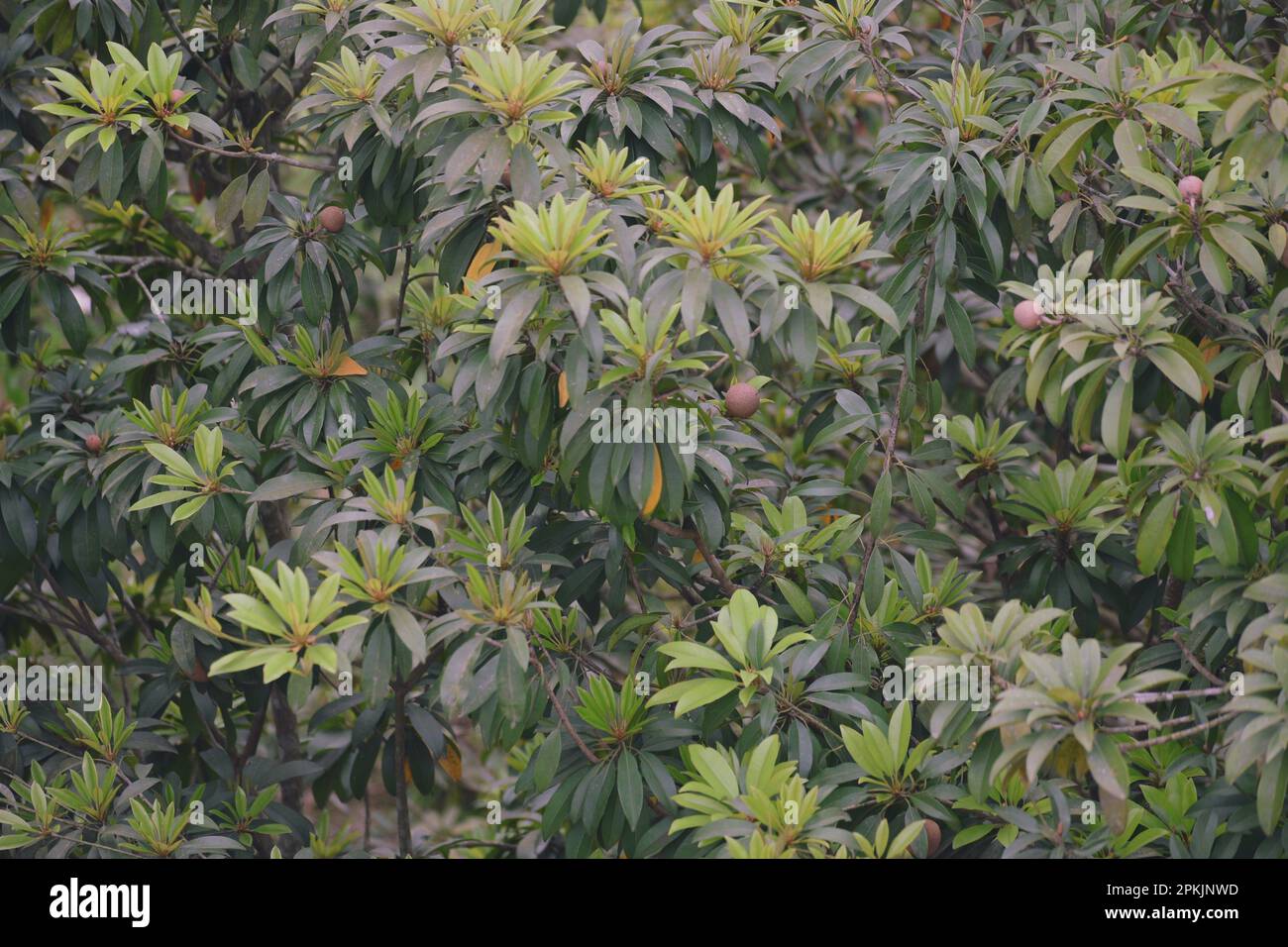 Sapodilla , Manilkara tree Stock Photo