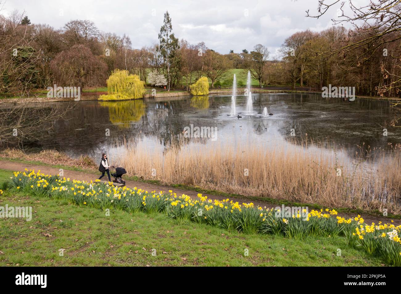 Woman pushing buggy past spring flowers in Roundhay Park, Leeds, Yorkshire, England, UK Stock Photo