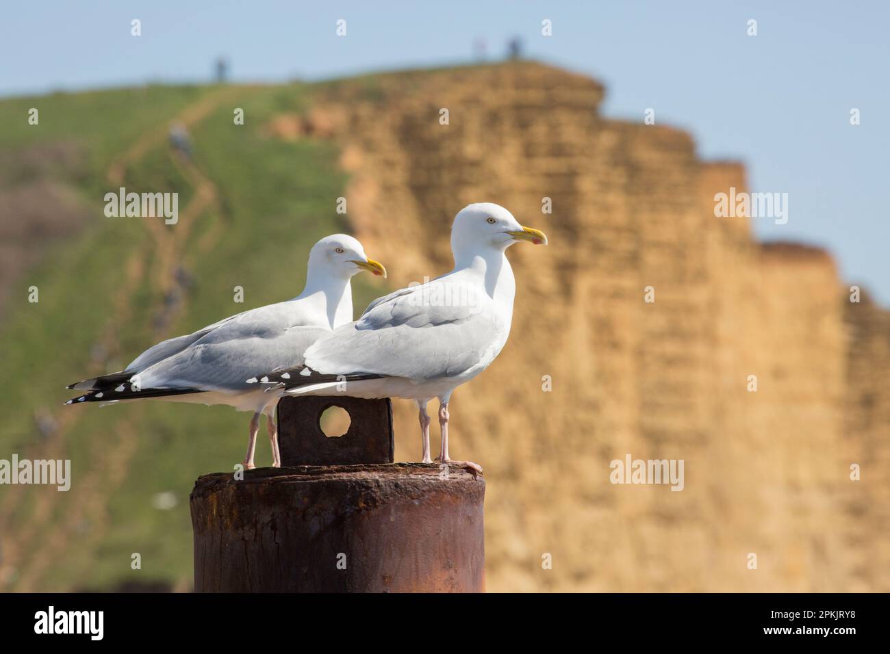 A pair of herring gulls, Larus argentatus, perched near the entrance to West Bay Harbour Dorset England UK GB Stock Photo