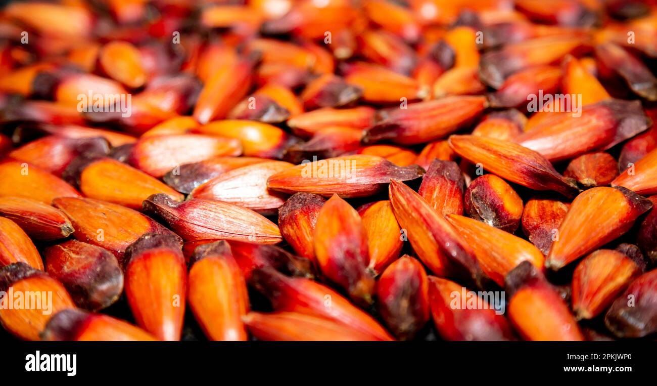 Pine nut fruits of the Paraná pine (Araucaria angustifolia Stock Photo