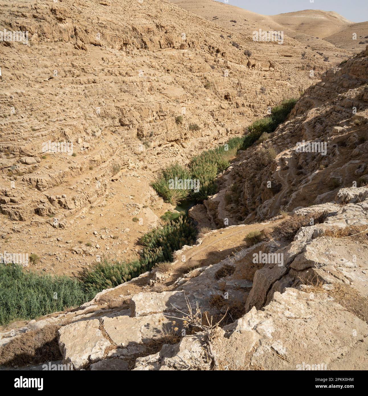 Water and reeds on the bottom of the Prat brook canyon, in the arid ...
