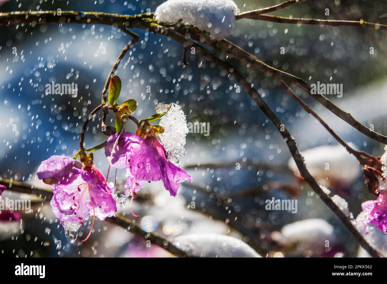Beautiful rhododendron flowers in the rain and snow. Artistic flower ...