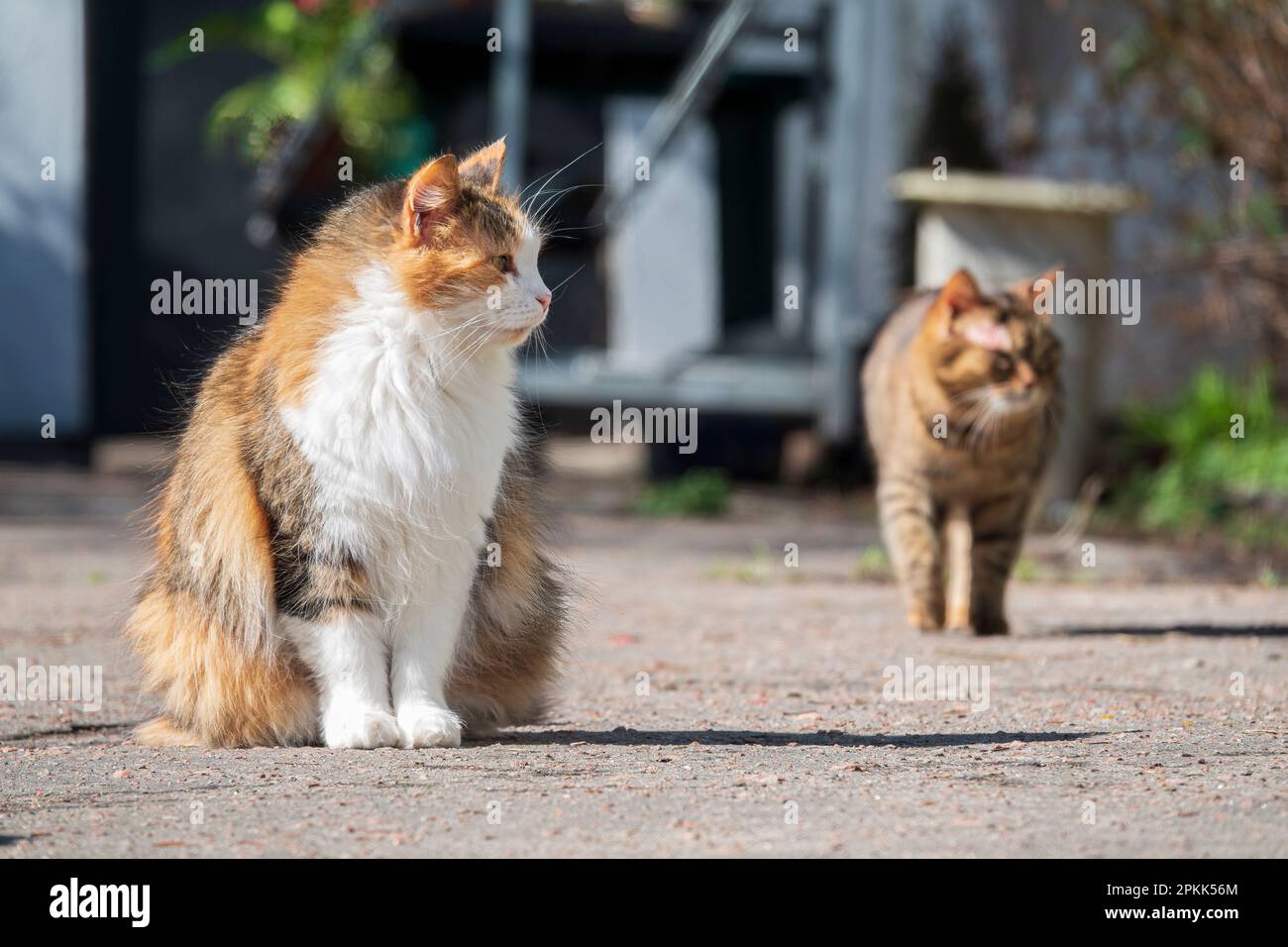 Stray cats on the sunny spring backyard. Stock Photo