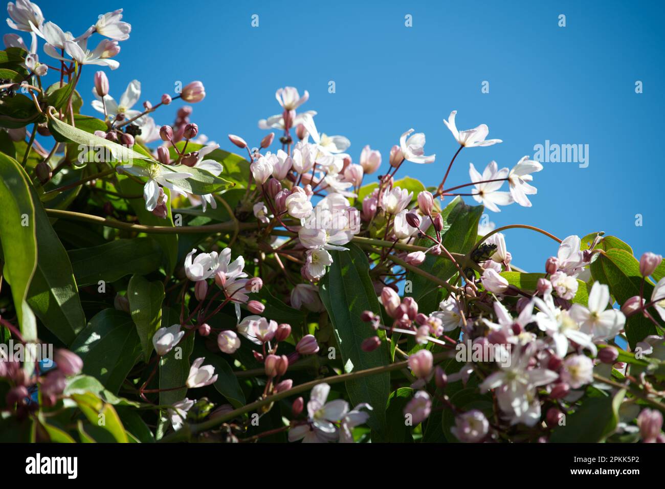 Spring flowers and foliage of evergreen Clematis armandii Apple Blossom in UK garden April Stock Photo