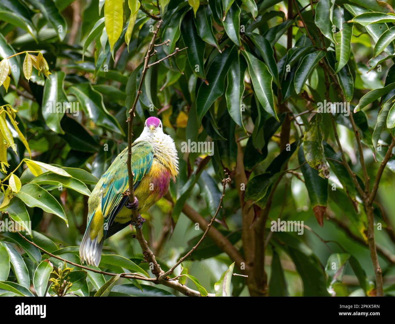 Cook islands Fruit-dove, Ptilinopus rarotongensis, a beautiful endemic bird found on the island of Rarotonga Stock Photo