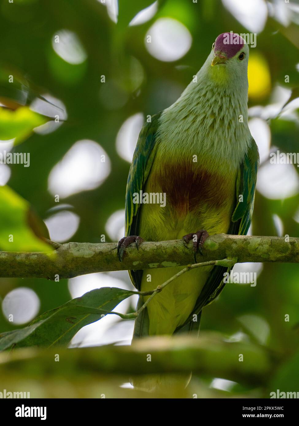 Cook islands Fruit-dove, Ptilinopus rarotongensis, a beautiful endemic bird found on the island of Rarotonga Stock Photo