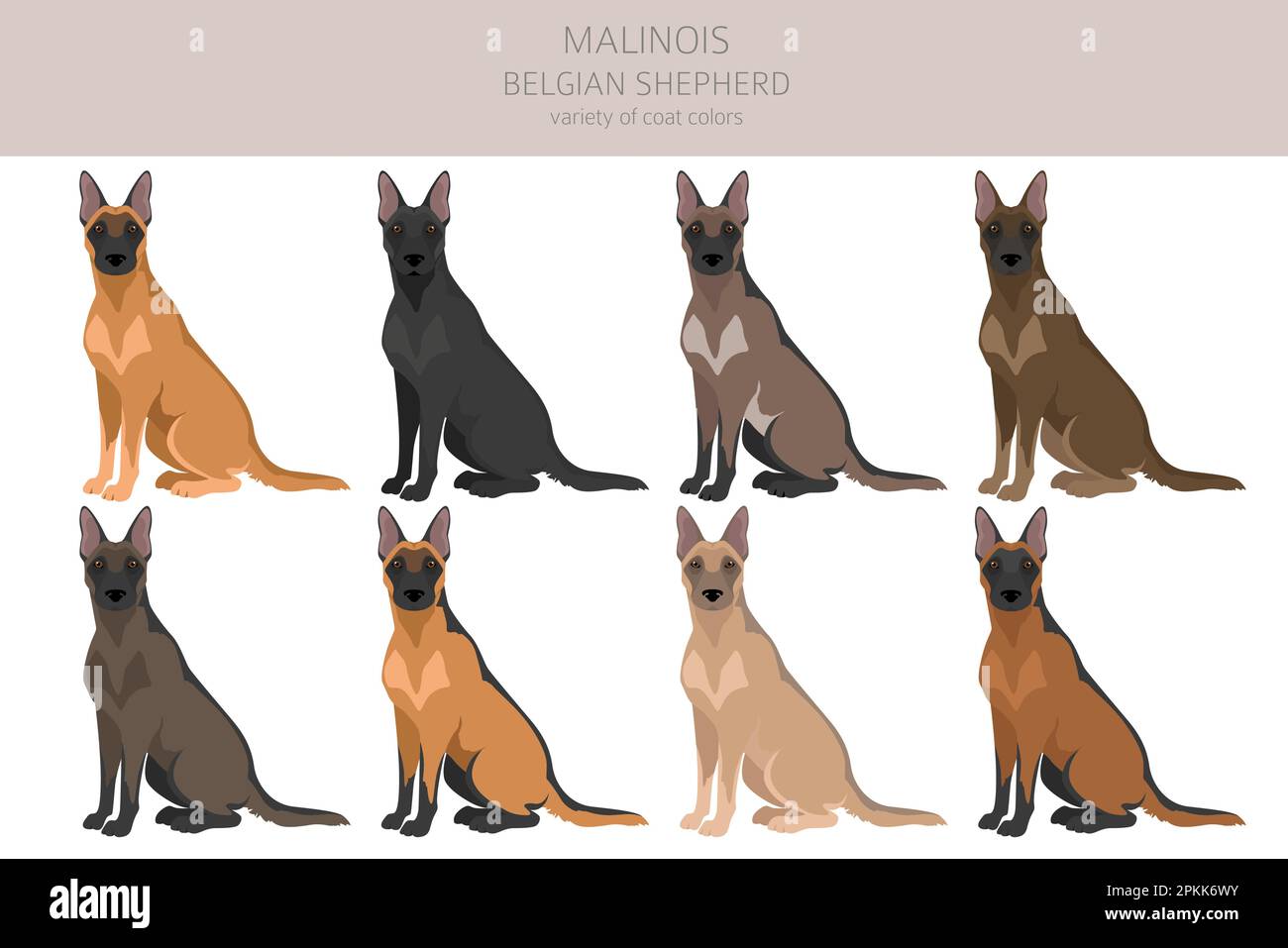 Belgian Malinois Colors By MauserGirl On DeviantArt Belgian 52 OFF