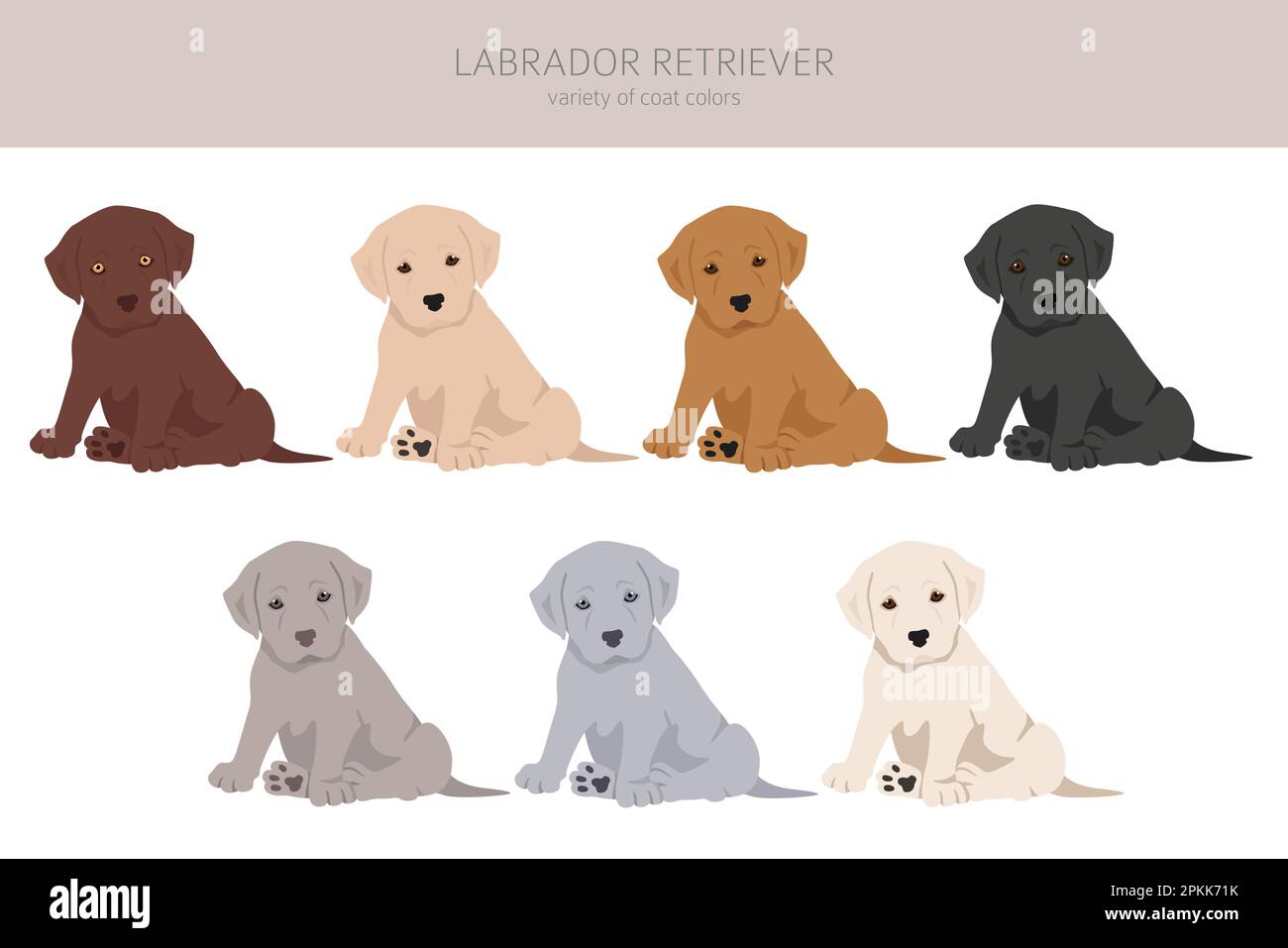 Labrador retriever dogs in different poses and coat colors clipart