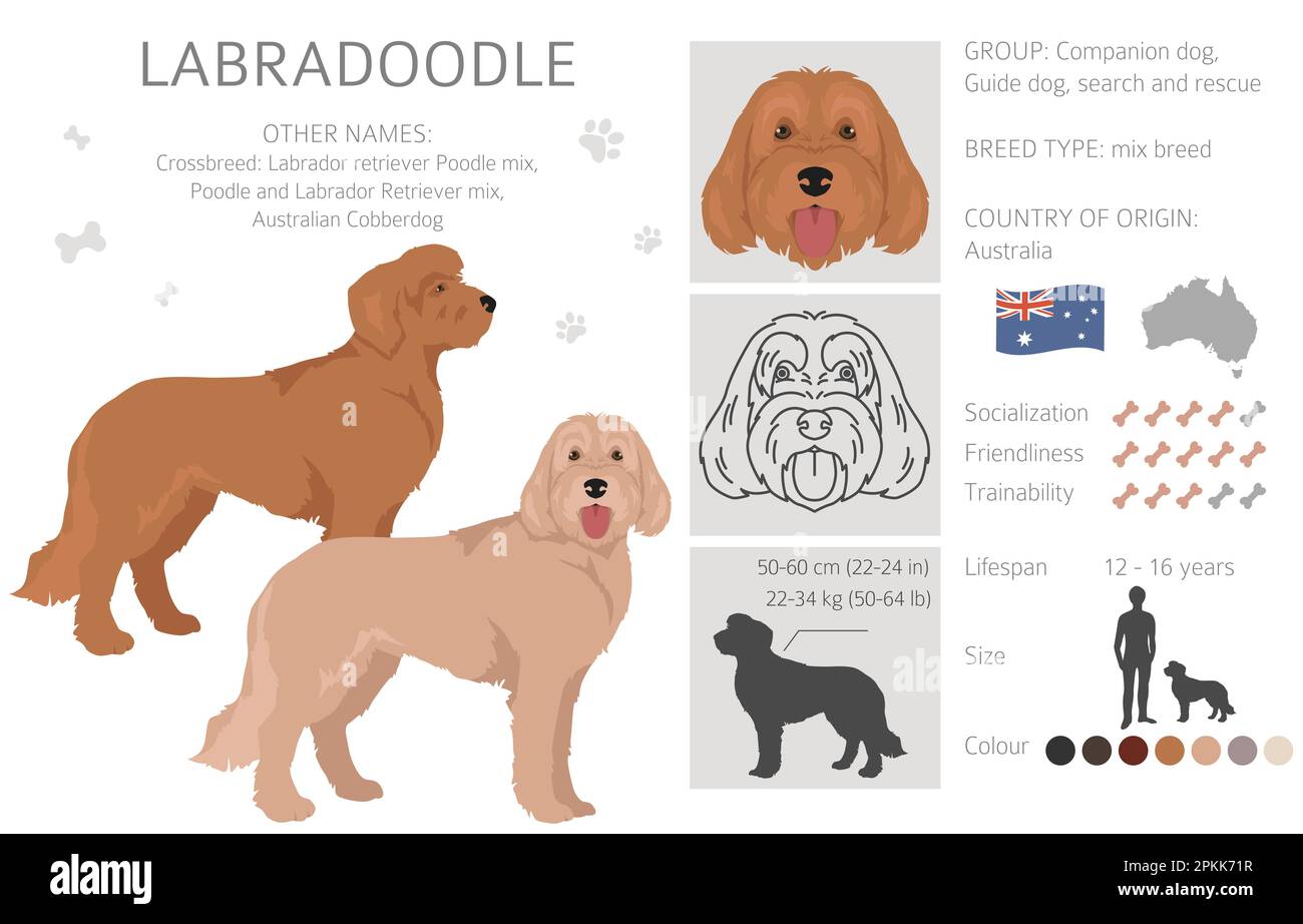 Labradoodle clipart. Different poses, coat colors set. Vector ...