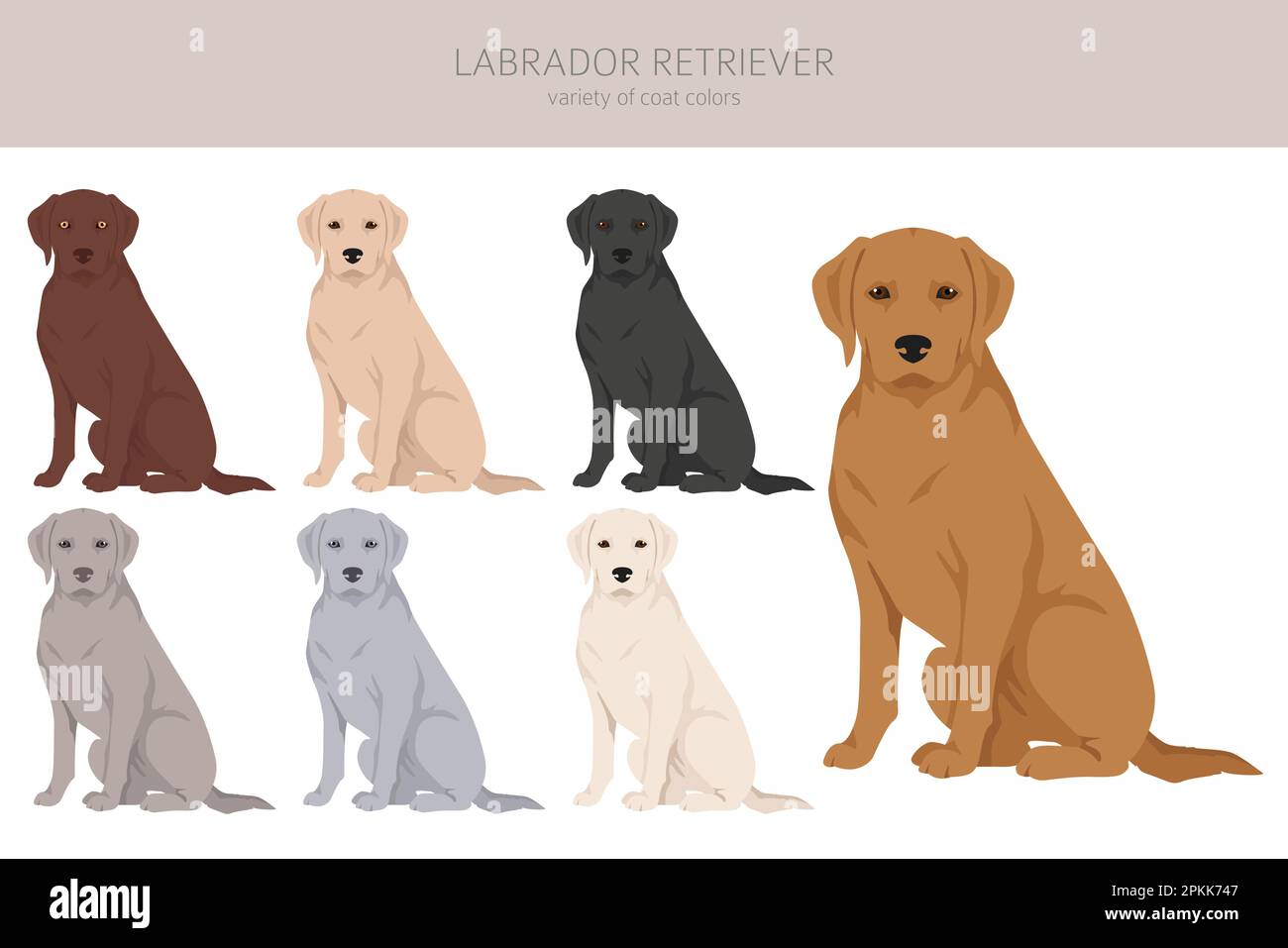 What Determines Labrador Retriever Coat Color