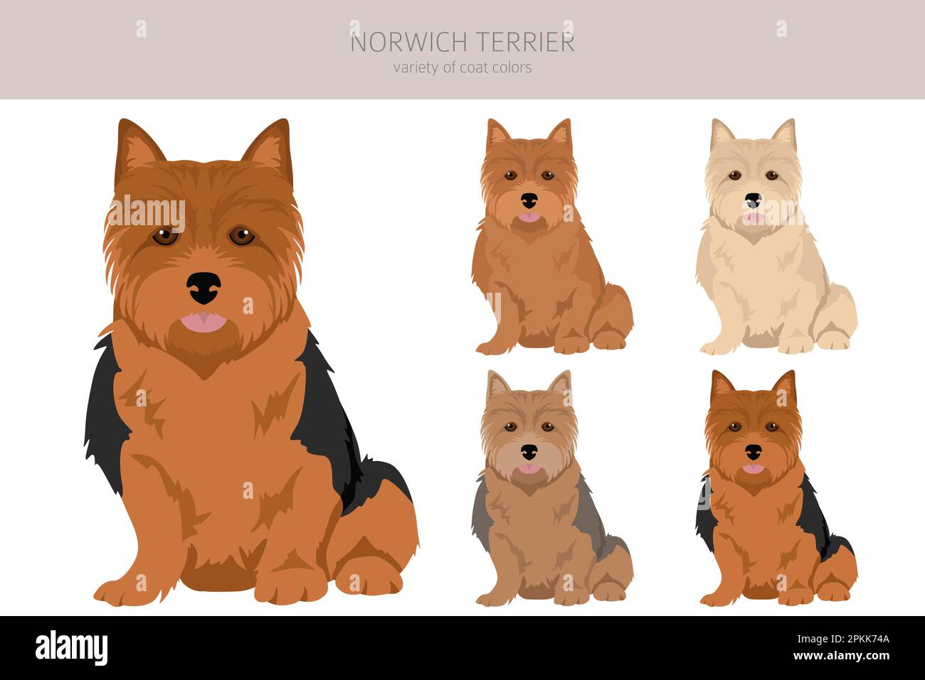 Norwich terrier clipart. Different poses, coat colors set. Vector