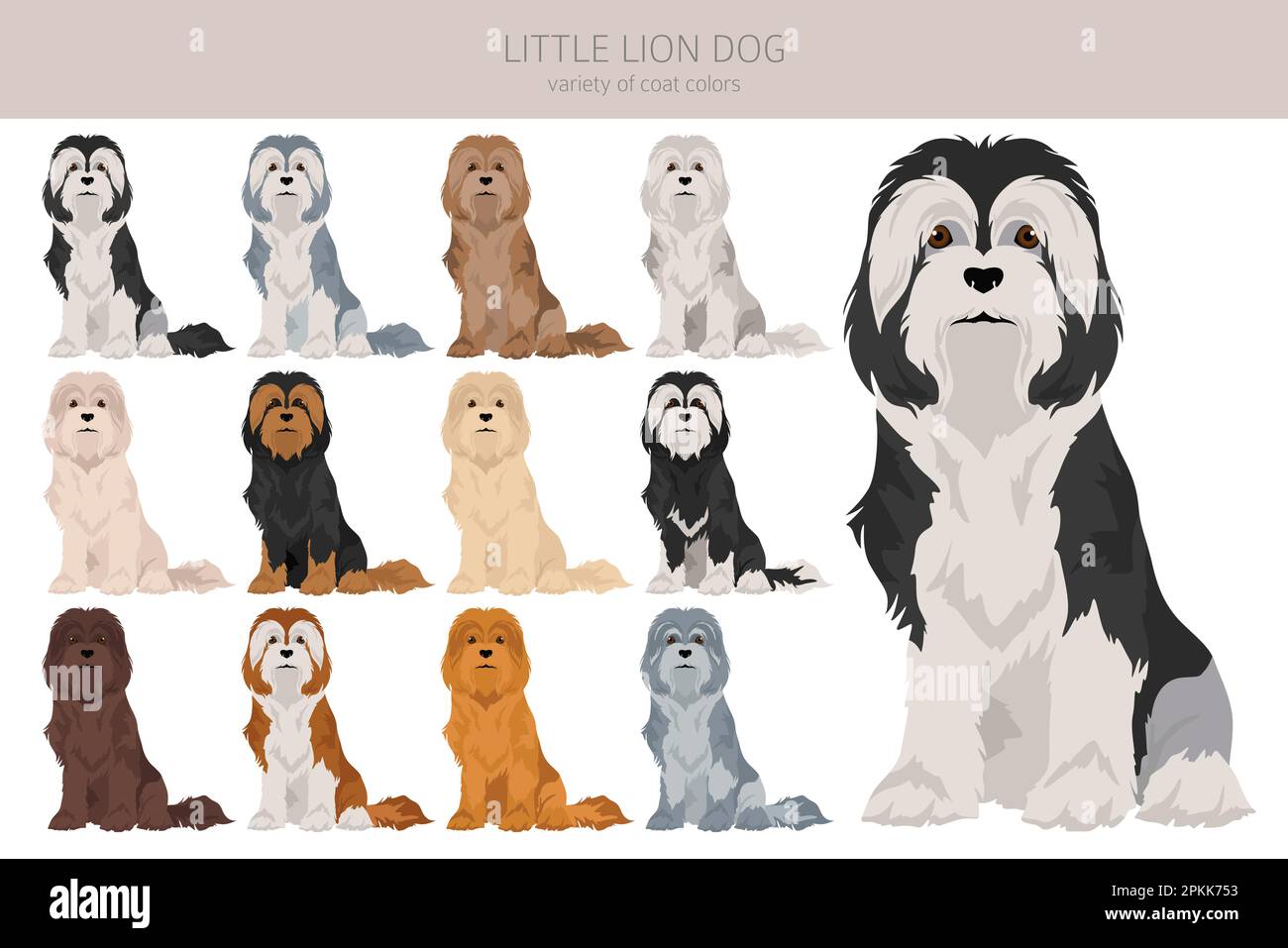 Little Lion dog clipart. Different poses, coat colors set. Vector ...