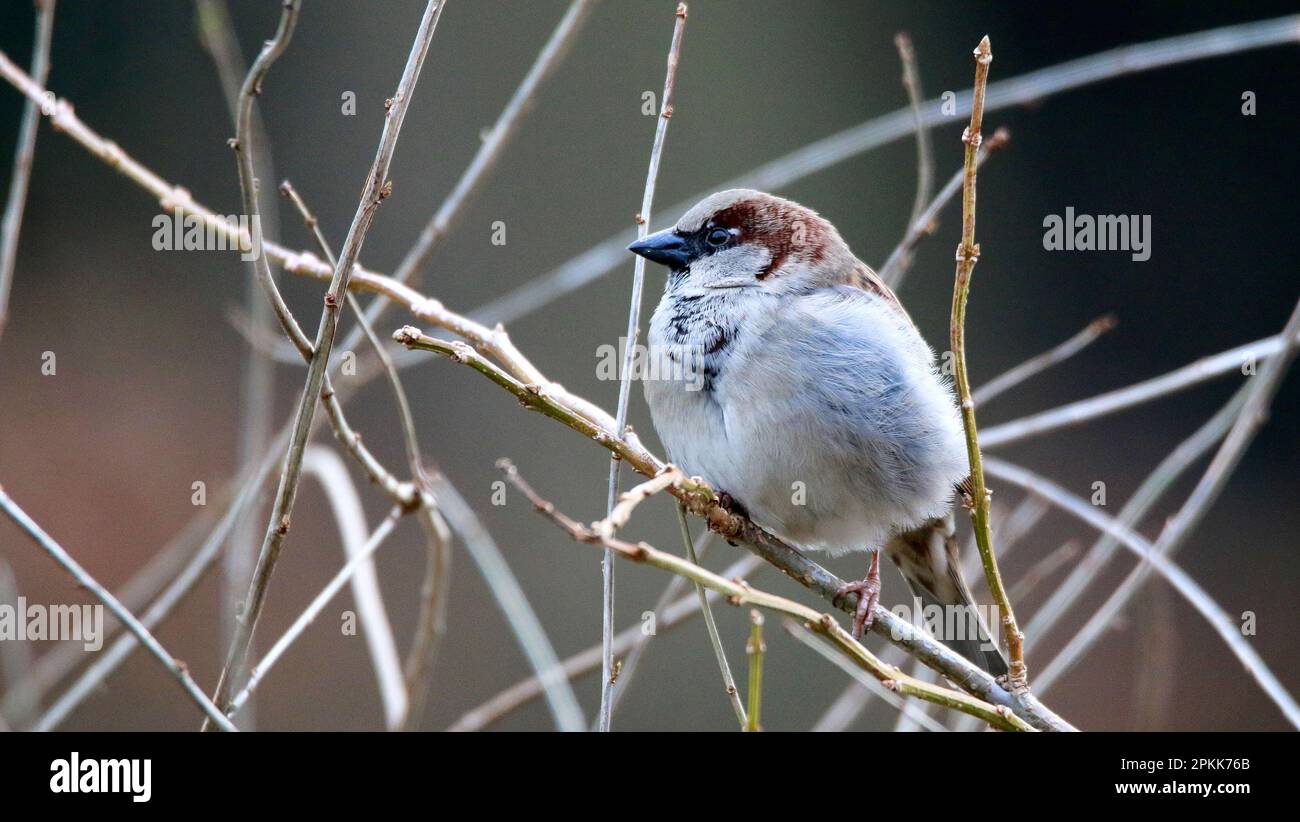 a sparrow sits on a branch Stock Photo