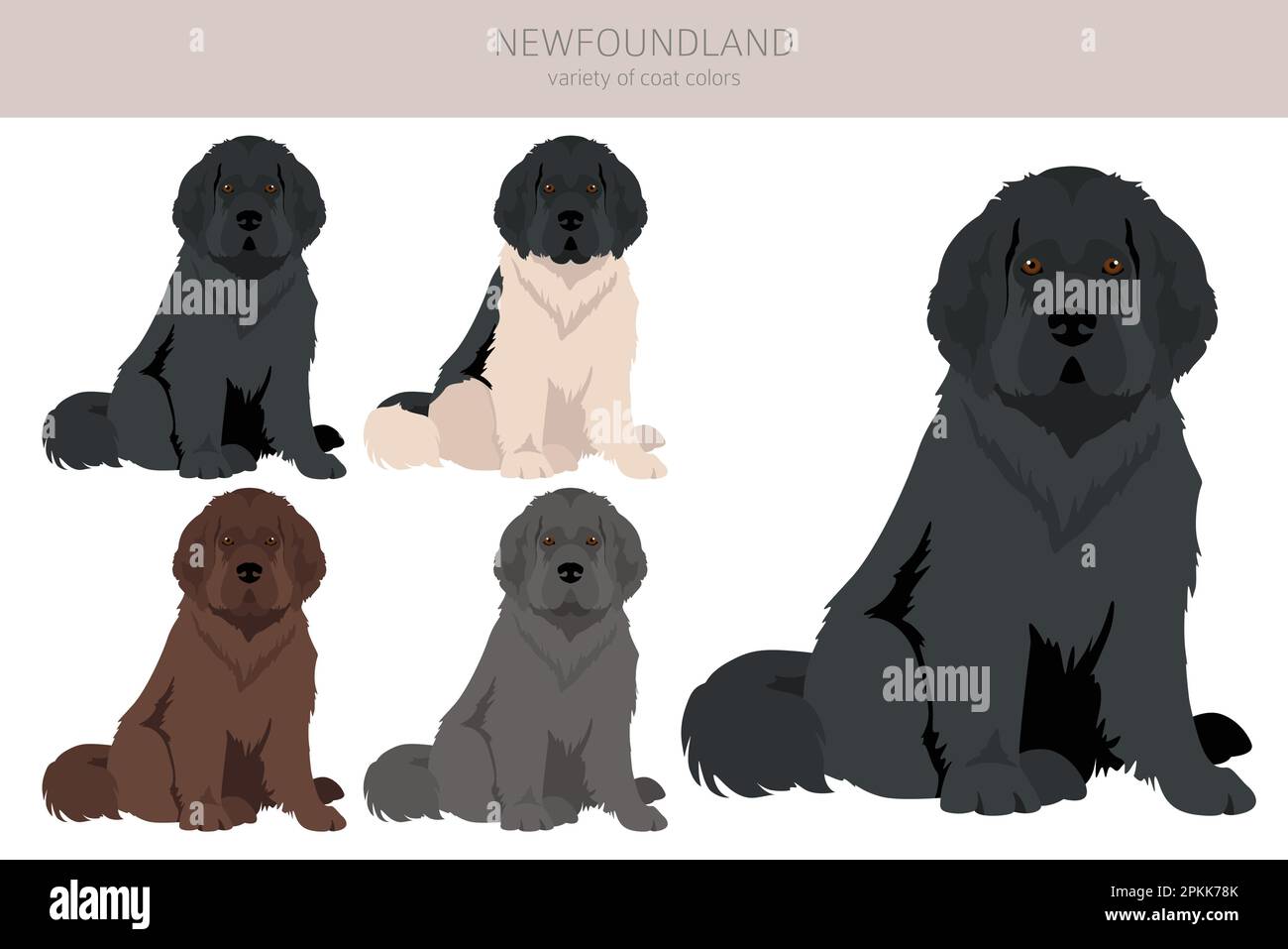 Newfoundland dog puppy Stock Vector Images Page 2 Alamy