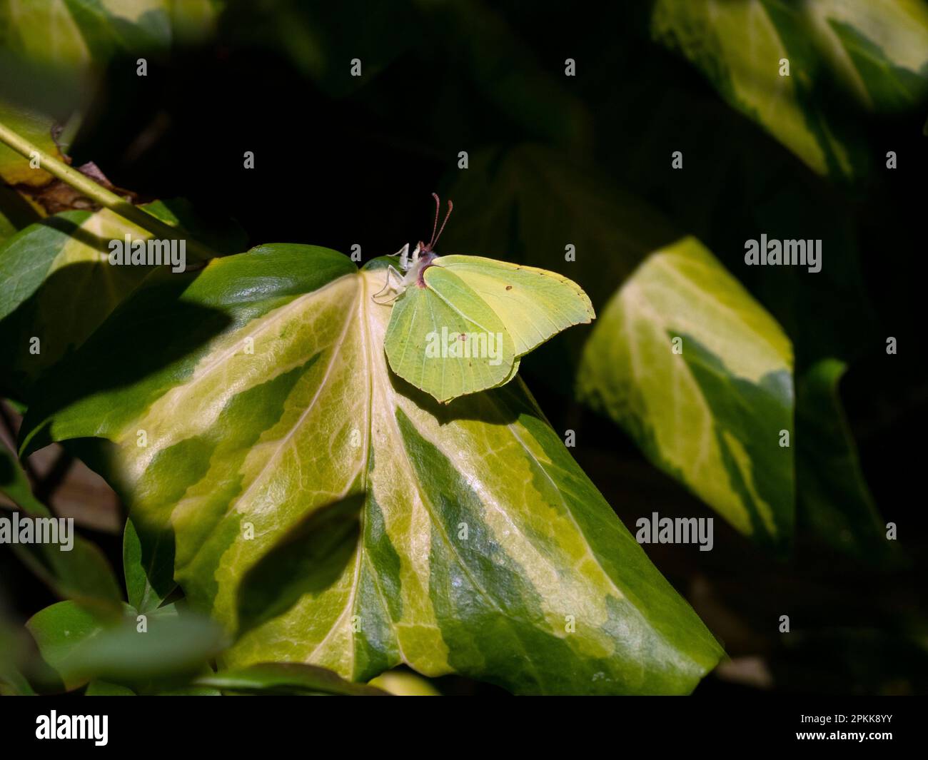 Gonepteryx rhamni - Brimstone butterfly on Hedra leaves Stock Photo