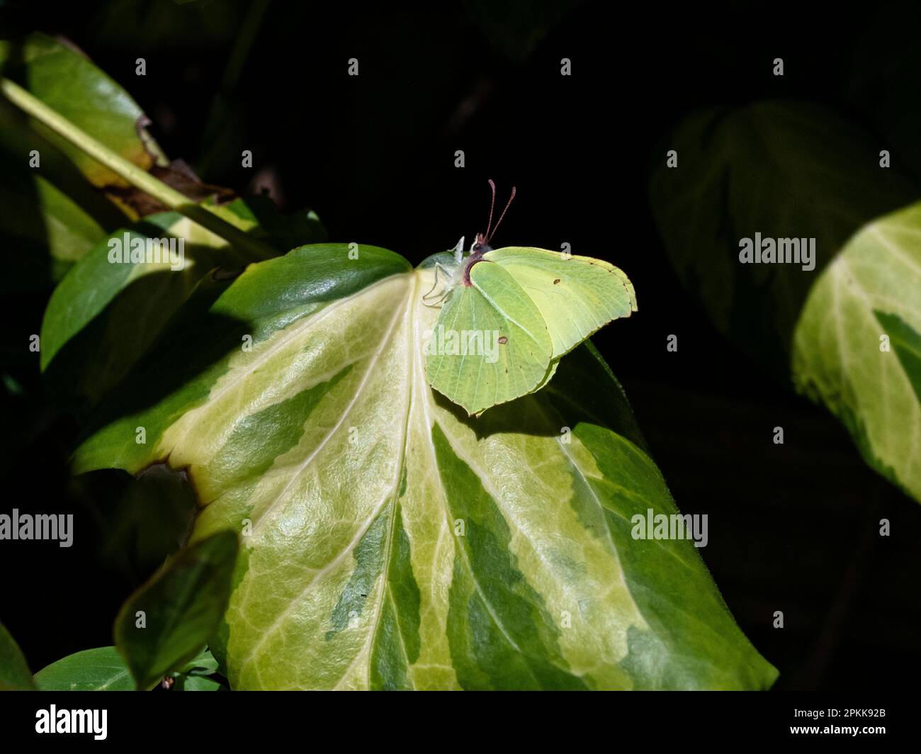 Gonepteryx rhamni - Brimstone butterfly on Hedra leaves Stock Photo