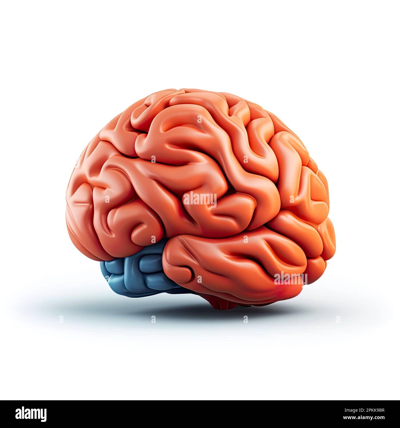 Memory and brain Cut Out Stock Images & Pictures - Alamy