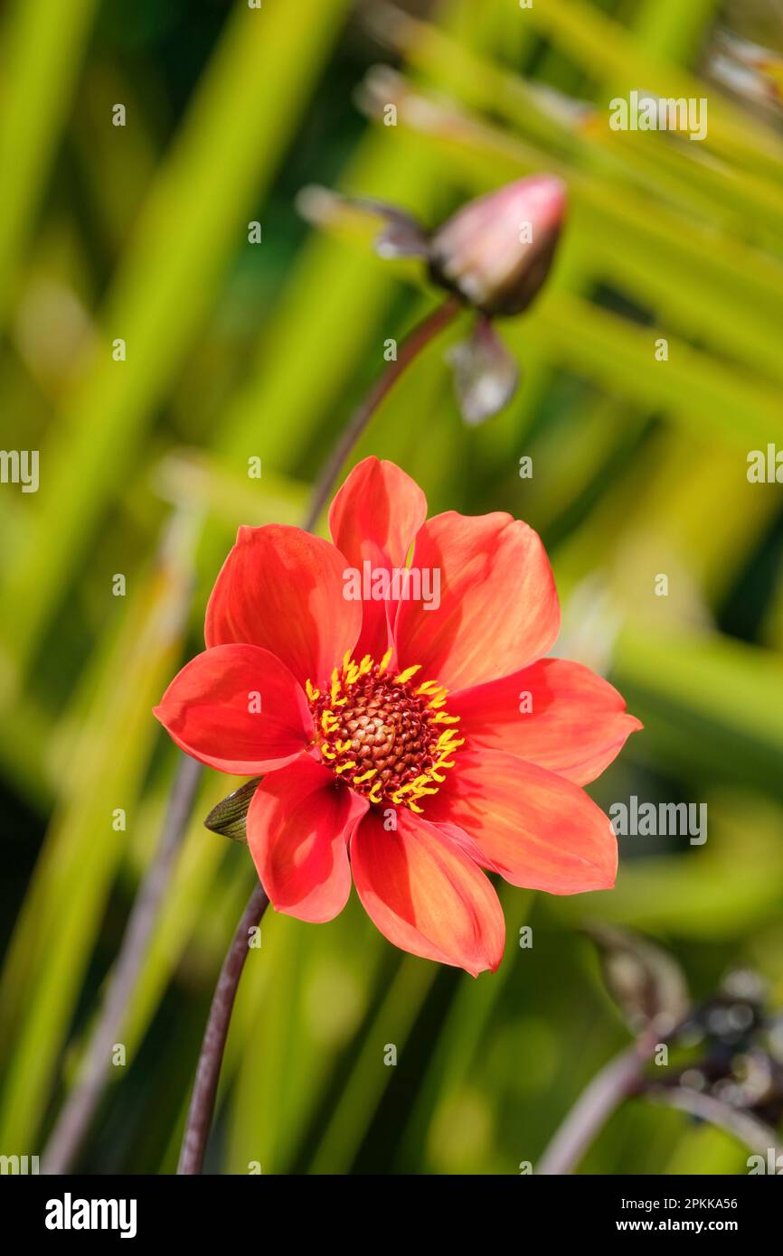 Dahlia bishop of oxford, single orange flowers, dark foliage, Stock Photo