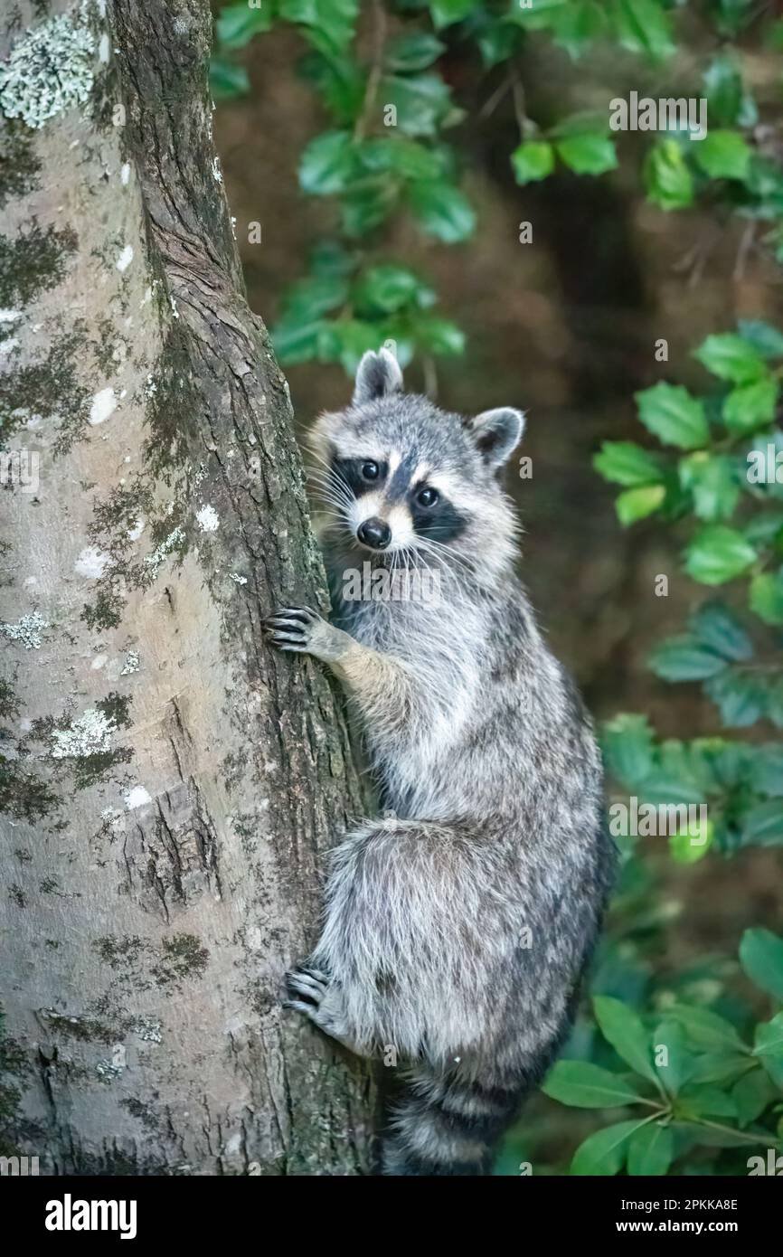 Raccoon looking guilty climbing in a tree Stock Photo
