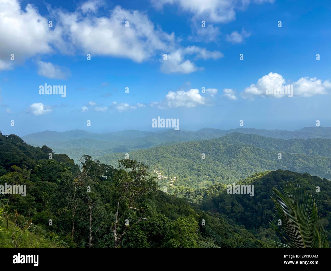 Beautiful expanse of lush, tropical rainforest located on the island of Trinidad in the Caribbean. Stock Photo