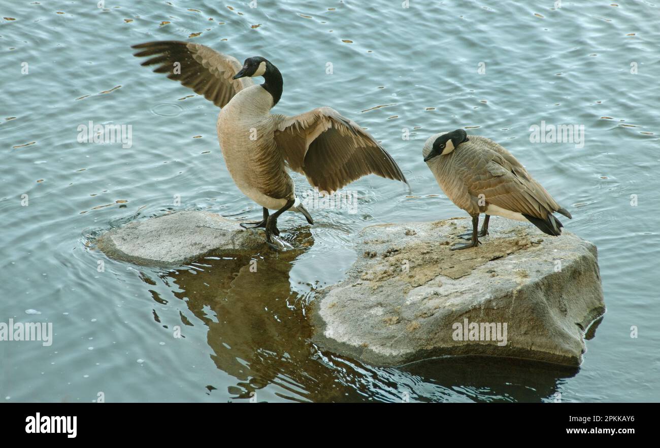 Canada Geese, Mated pair, Crooked River, Oregon Stock Photo