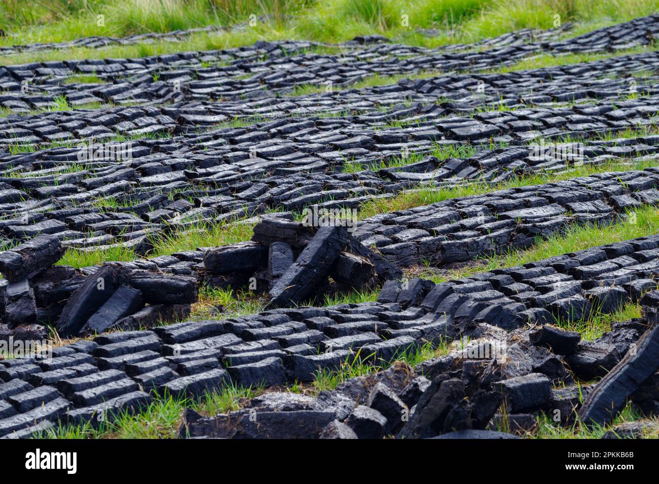 drying peat bricks. Peat bricks are made from shredded and compressed peat that is then left to